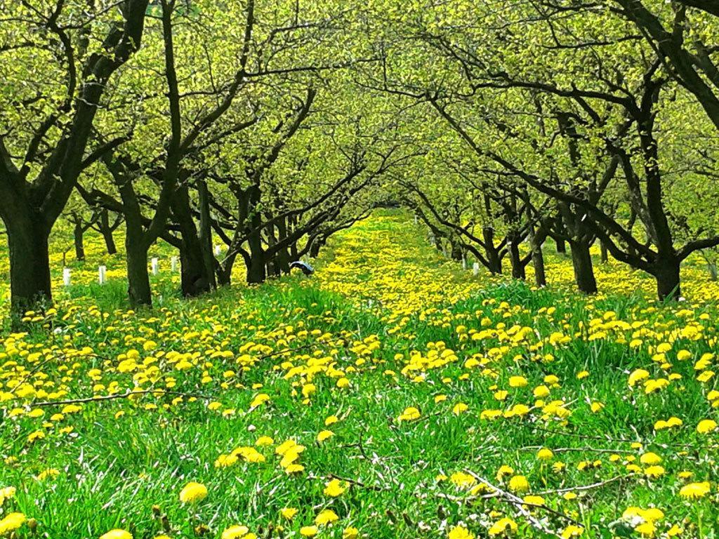 Landhaus Wachau Aggsbach ภายนอก รูปภาพ