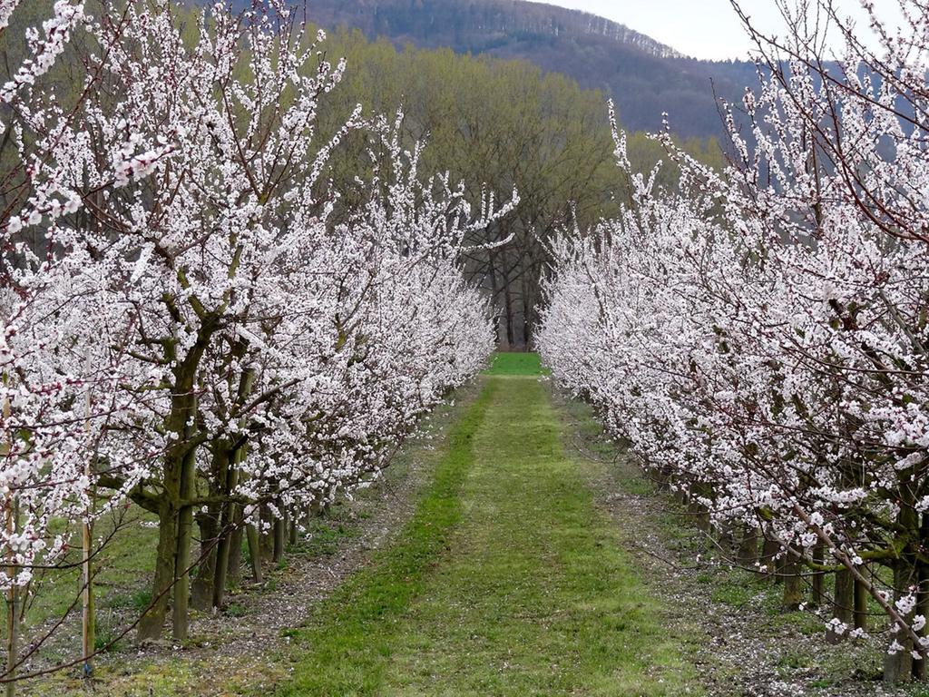 Landhaus Wachau Aggsbach ภายนอก รูปภาพ